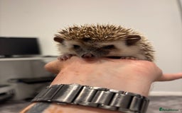 Pygmy Hedgehog rodents for sale: Baby African Pygmy hedgehogs  - Image 4