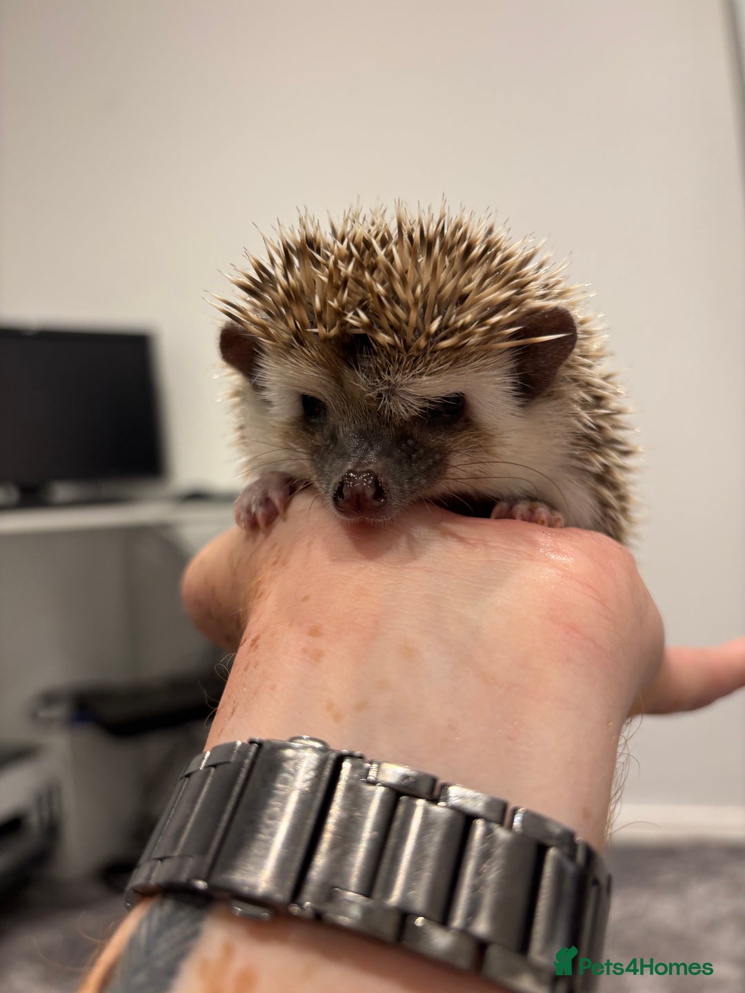 Pygmy Hedgehog rodents for sale: Baby African Pygmy hedgehogs  - Image 4