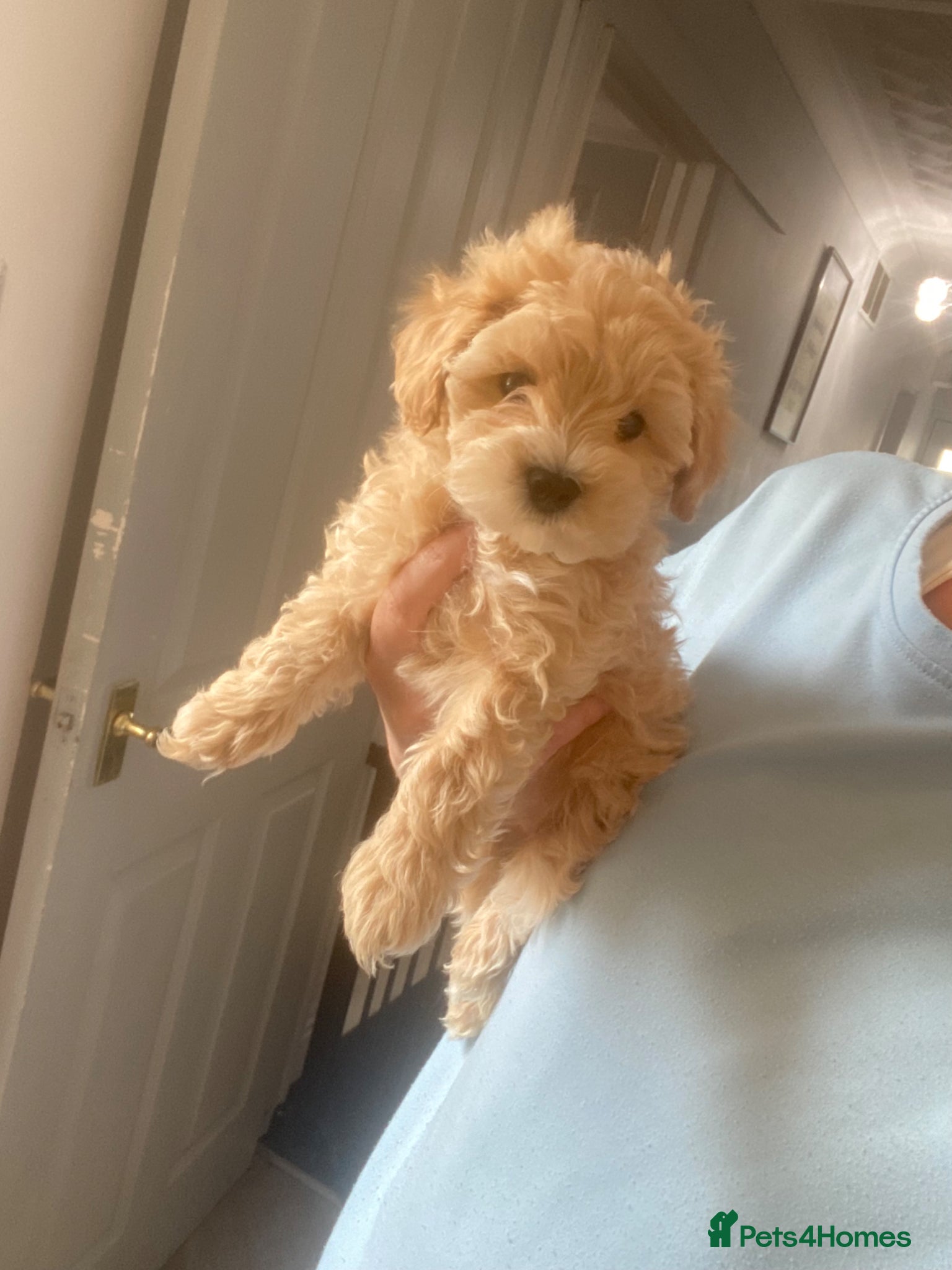 Maltipoo dogs F1 TOY maltipoos,parents dna health clear🏆blood - Advert 1