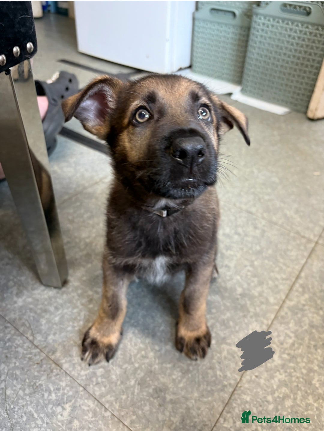German Shepherd dogs for sale: German shepherd pups  in Scunthorpe - Image 13