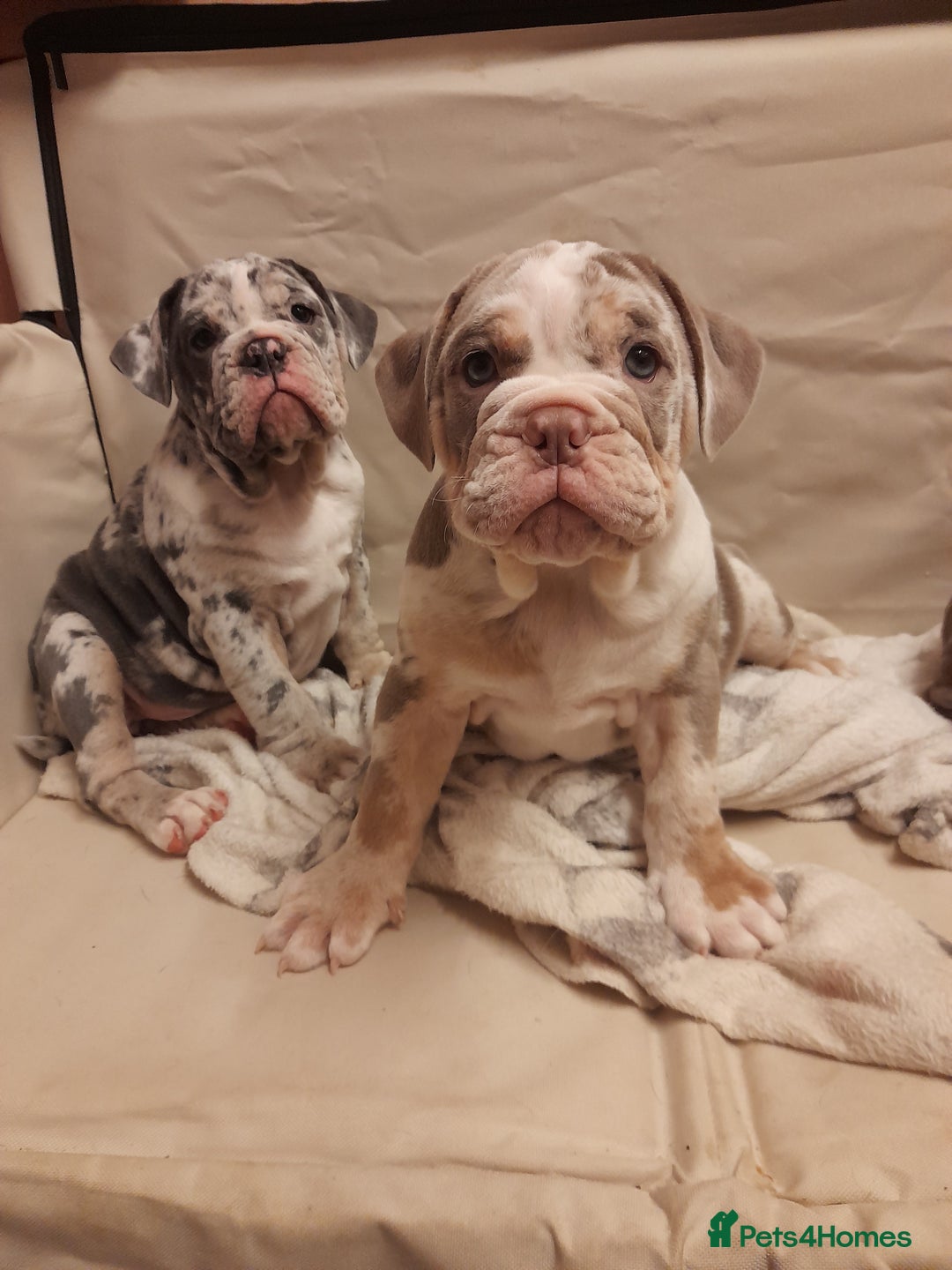 Mixed Breed dogs for sale: F1 olde English bulldog - Advert 36