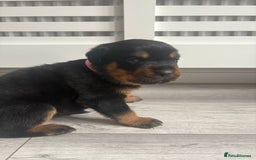 Rottweiler dogs for sale: Chunky Rottweiler pups  - Image 8