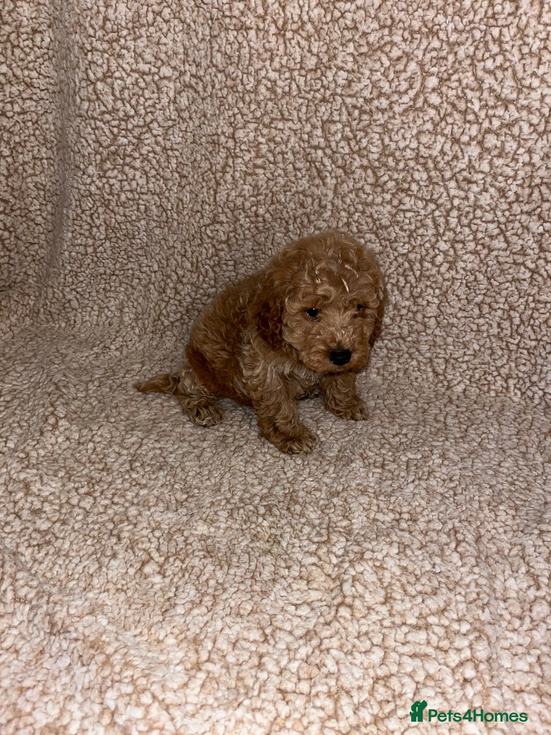 Cavapoochon dogs for sale: Beautiful cavapoochon baby’s  - Advert 7