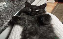 Ragdoll cats for sale: 5 ADORABLE RAGDOLL X KITTENS FOR SALE - Image 19