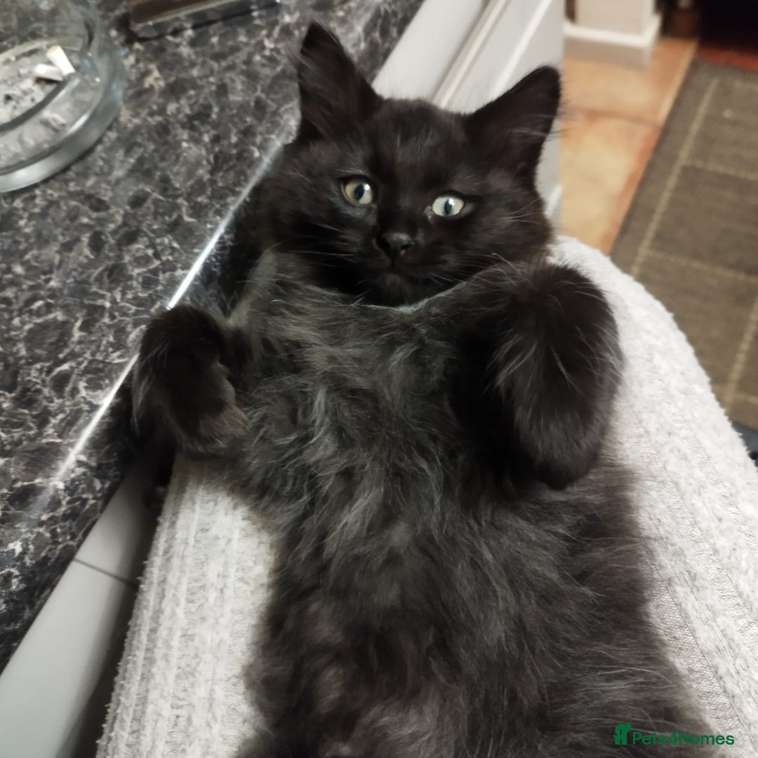 Ragdoll cats for sale: 5 ADORABLE RAGDOLL X KITTENS FOR SALE - Image 19