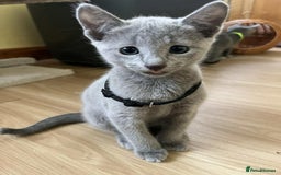 Russian Blue cats for sale: TICA REGISTERED Pure Breed Russian Blue Kittens - Image 20