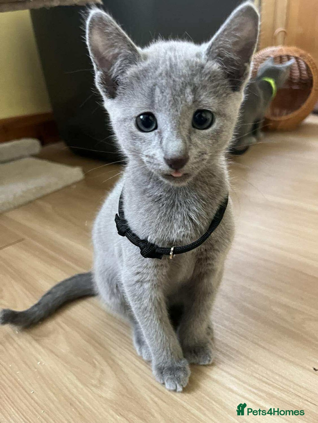 Russian Blue cats for sale: TICA REGISTERED Pure Breed Russian Blue Kittens - Image 20