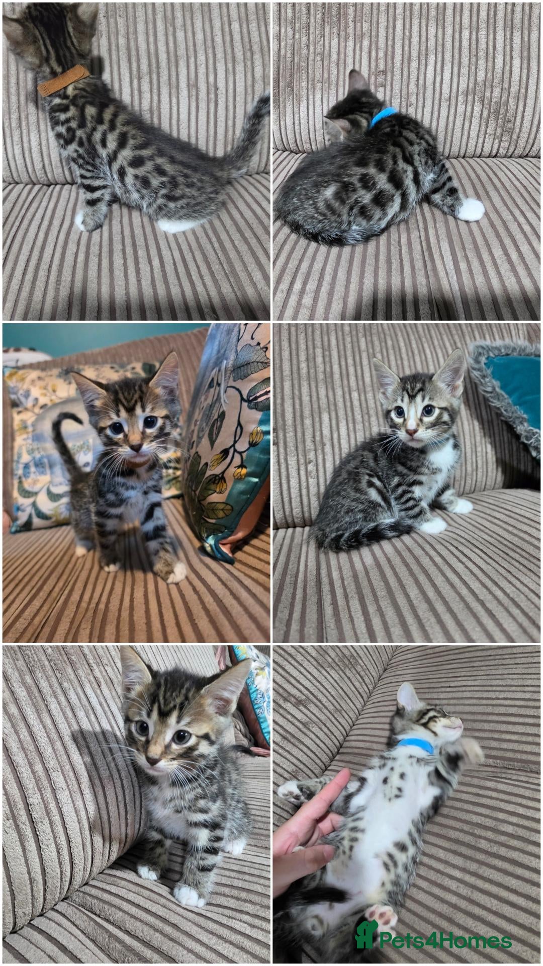 Mixed Breed cats Bengal X kittens READY NOW 2 Males left - Advert 18