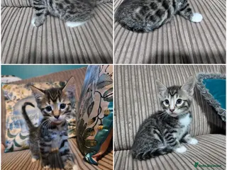 Mixed Breed cats Bengal X kittens READY NOW 2 Males left - Advert 18