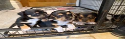 Jack Russell dogs for sale: Black & Tan Jack Russel pups - Advert 4