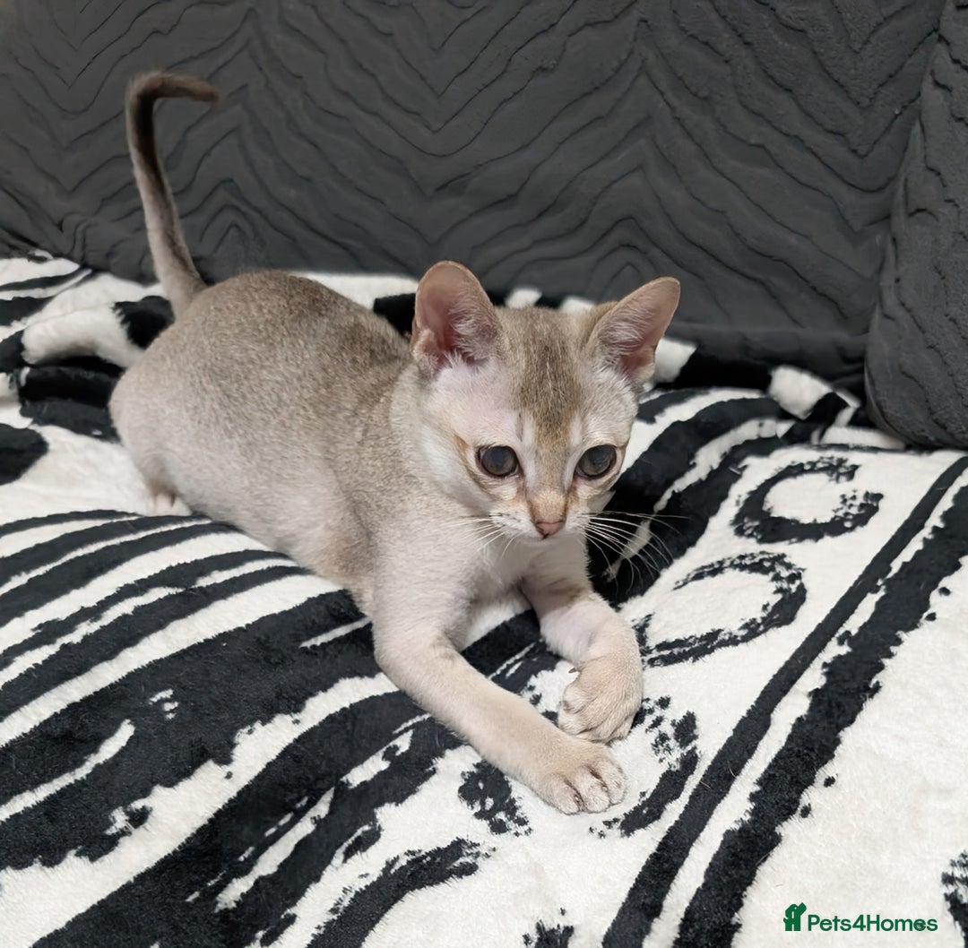 Singapura cats for sale: Registered Singapura kittens  - Image 3