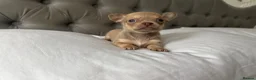 Chihuahua dogs for sale: 🐾🩶 OUTSTANDING litter of EXCEPTIONAL Chihuahuas - Advert 34