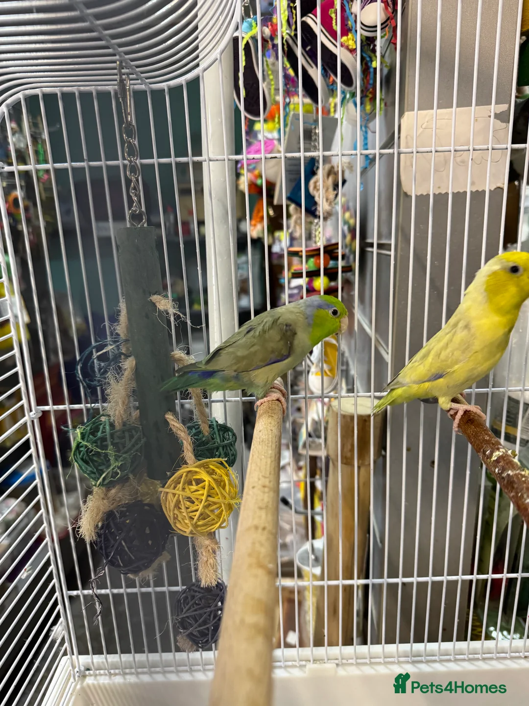 Parakeets birds for sale: Couple beautiful parrotlets  - Advert 2