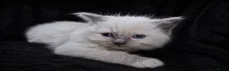 Ragdoll cats for sale: Sweet Ragdoll Kittens Looking for Loving Families  - Advert 29