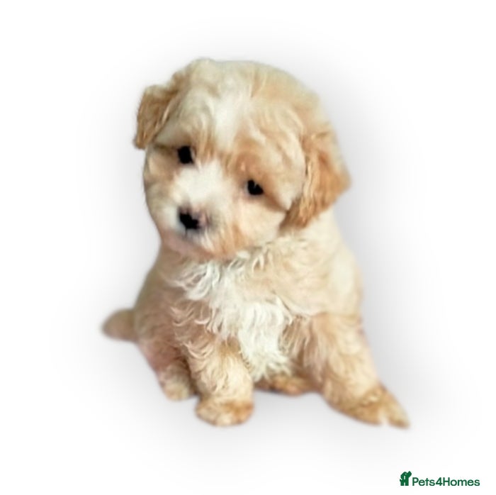 Maltipoo dogs F1 Maltpoo From Quality Champion KC's Health Tests - Advert 2