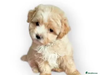 Maltipoo dogs F1 Maltpoo From Quality Champion KC's Health Tests - Advert 2