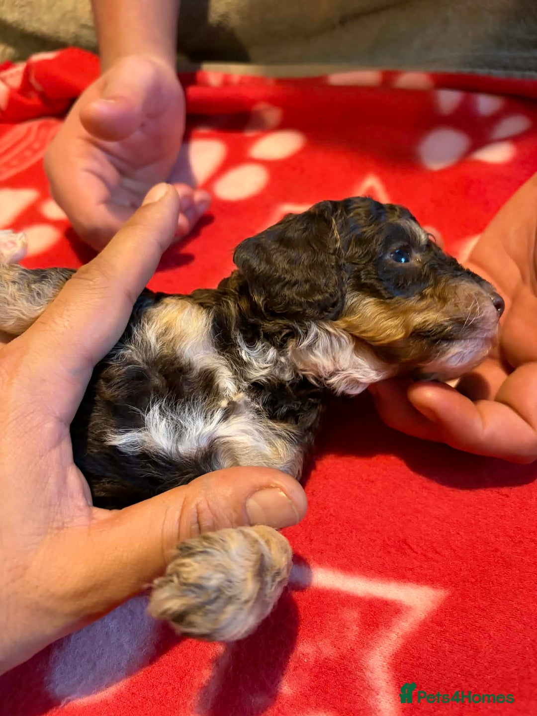 Cockapoo dogs for sale: Stunning health tested F1b toy cockapoos - Advert 14