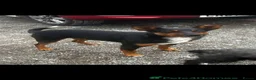 Australian Kelpie dogs for sale: Beautiful kelpie puppies for sale - Advert 9