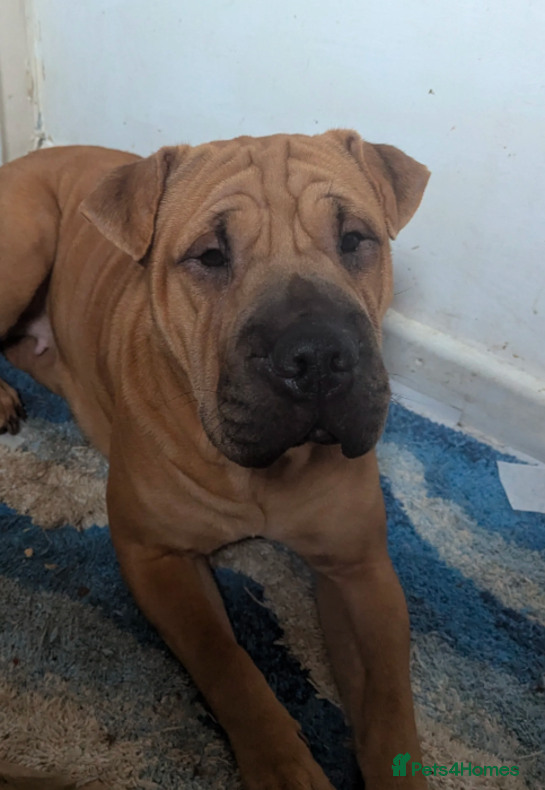 Mixed Breed dogs for sale:  cane corso cross Shar pei  - Image 2