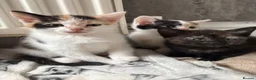 Aegean cats for sale: Aegean kittens ready for new home! 3 Left! - Advert 10