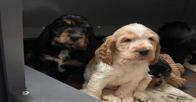 Cocker Spaniel dogs - Advert 7