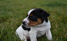 Jack Russell dogs for sale: Jack Russel puppies for sale  - Image 18