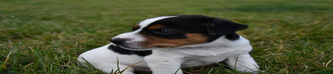 Jack Russell Puppy 3