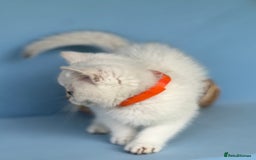 British Shorthair cats for sale: Stunning British shorthair kittens AN 12 GCCF  - Image 16