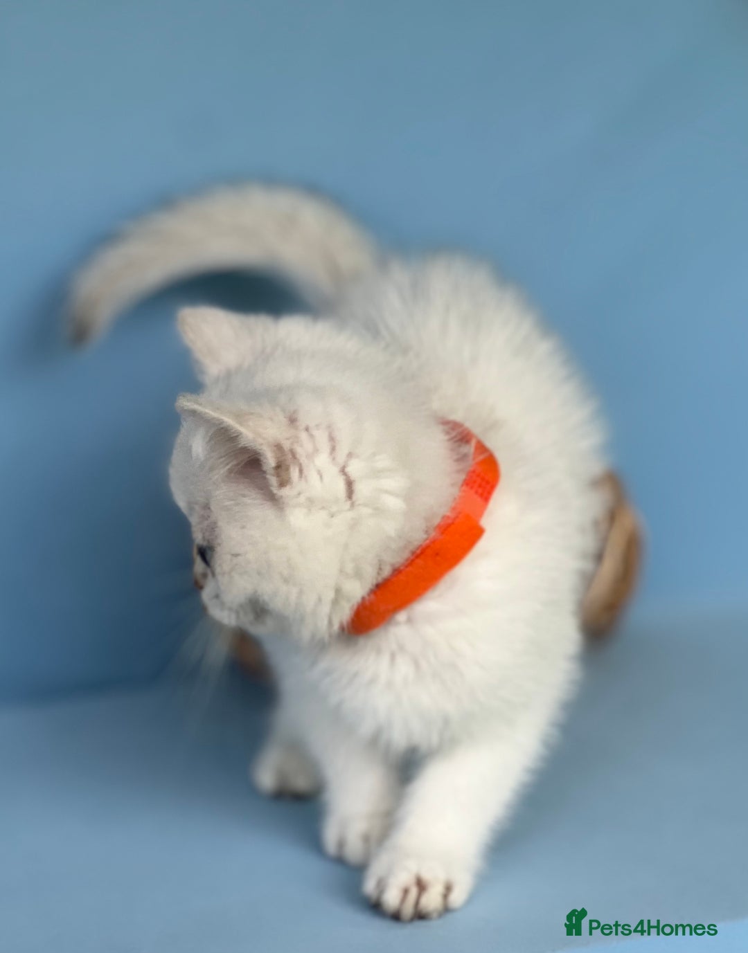 British Shorthair cats for sale: Stunning British shorthair kittens AN 12 GCCF  - Image 16