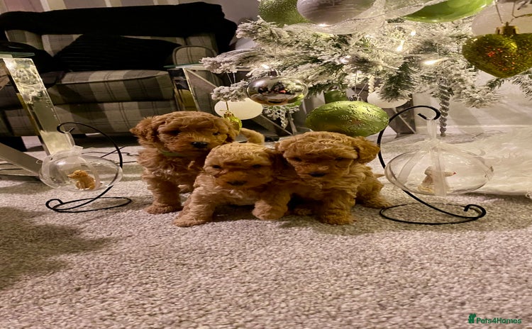 Poochon dogs - Advert 7