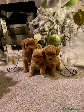 Poochon dogs - Advert 7