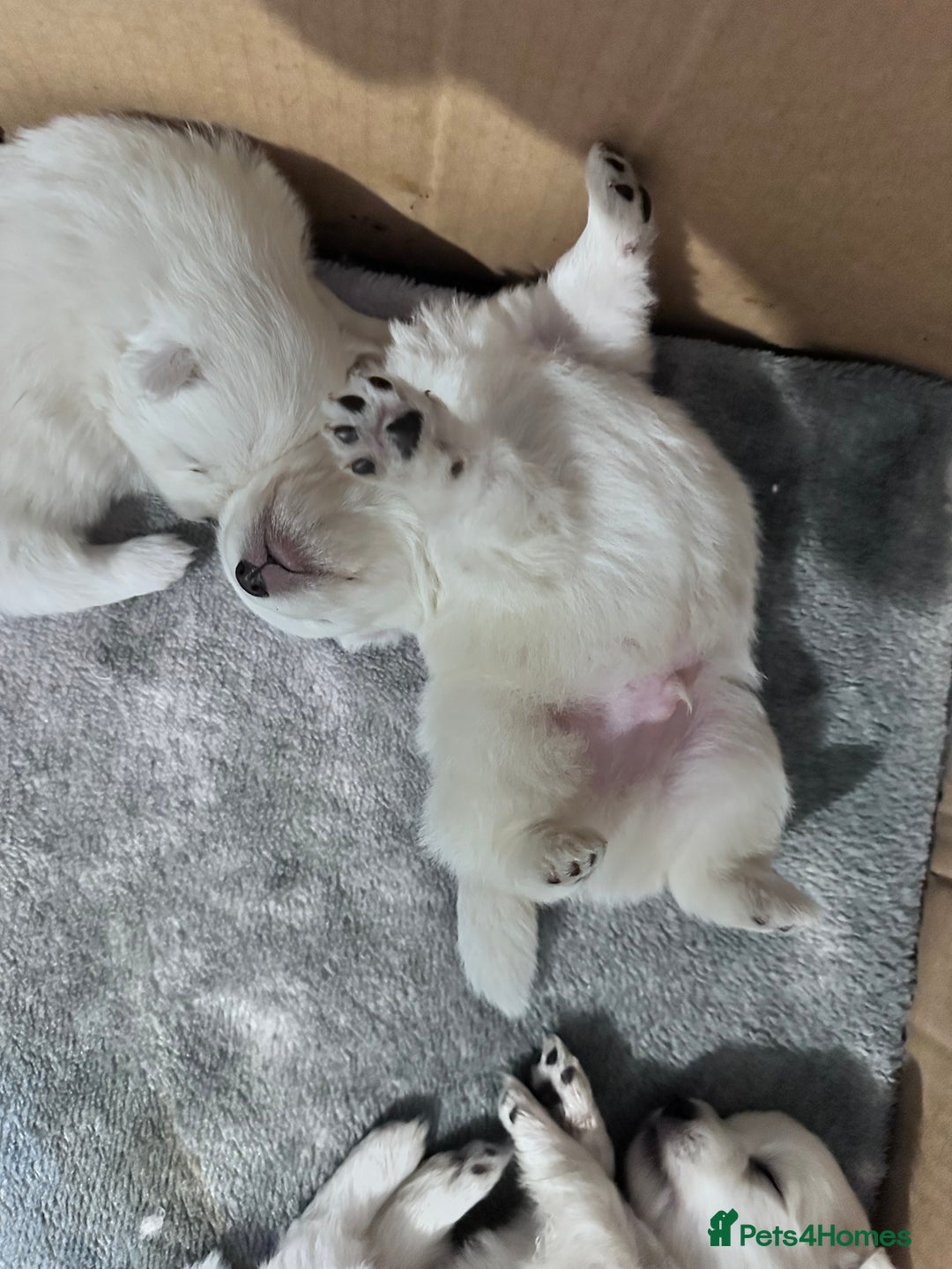 Japanese Spitz dogs for sale: Japanese spitz pups for sale  - Advert 4