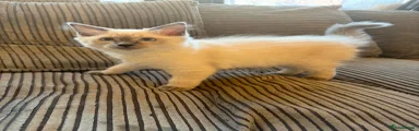 Ragdoll 3