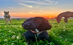 Cocker Spaniel dogs for sale: Farm Bred - Docked - Working Cocker Pups in Peterborough - Image 13