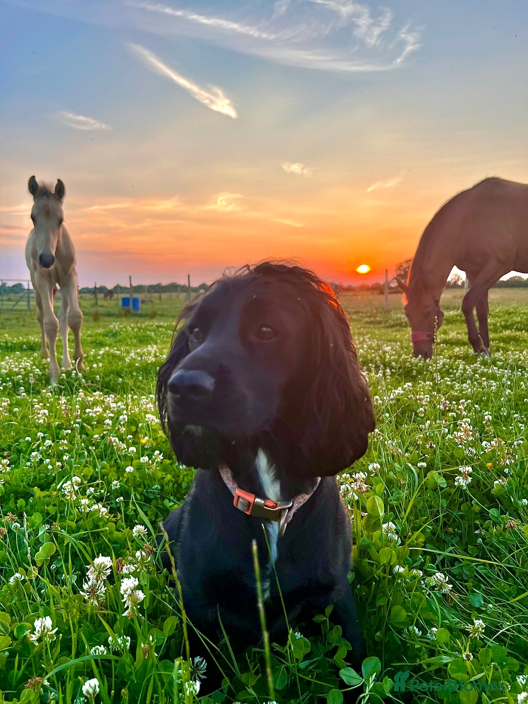 Cocker Spaniel dogs for sale: Farm Bred - Docked - Working Cocker Pups in Peterborough - Image 13