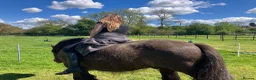 Irish Cob horses for sale: Traditional cob gelding  in Leamington Spa - Advert 3
