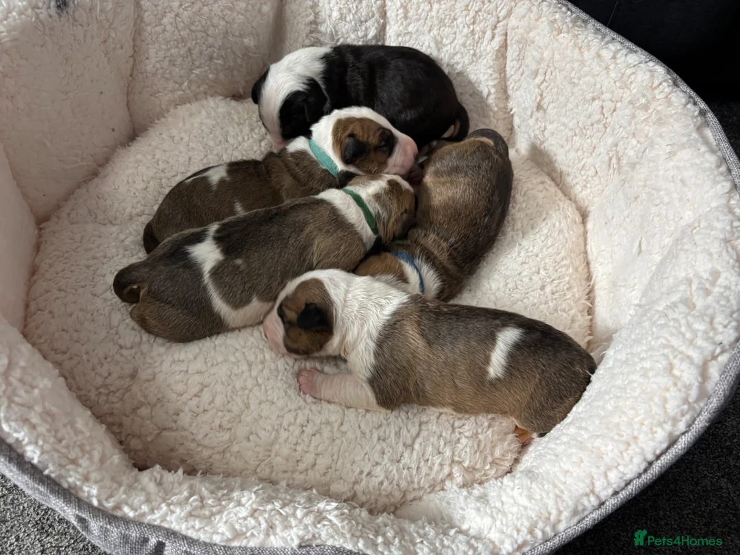 English Bull Terrier dogs for sale: Beautiful KC Reg English Bull Terrier Puppies  - Advert 2