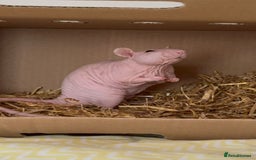 Rat rodents for sale: Double Rex Hairless Male ♥︎ in Brighton - Image 1