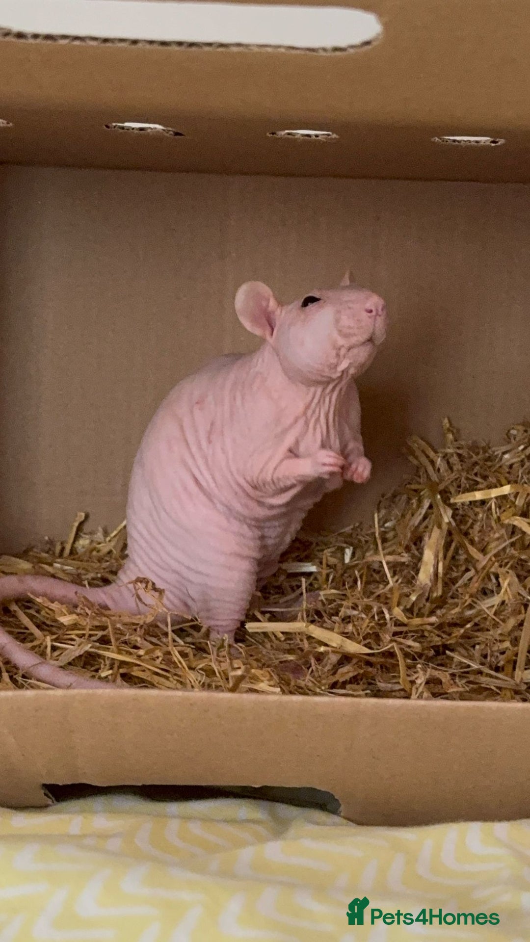 Rat rodents for sale: Double Rex Hairless Male ♥︎ in Brighton - Image 1