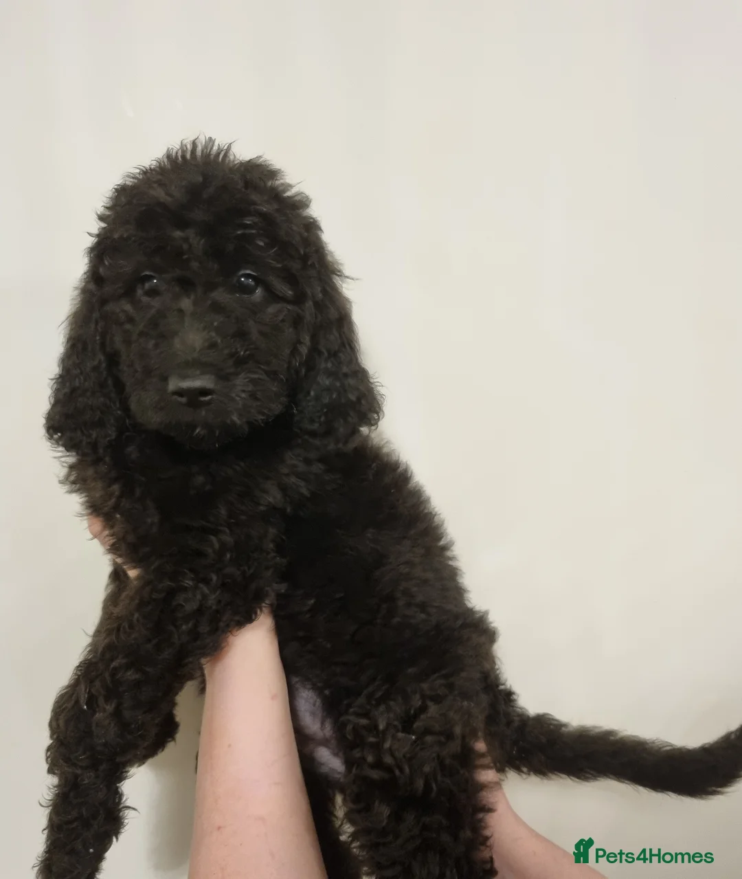 Mixed Breed dogs for sale: Goldendoodle x Irishdoodle puppies - Advert 7
