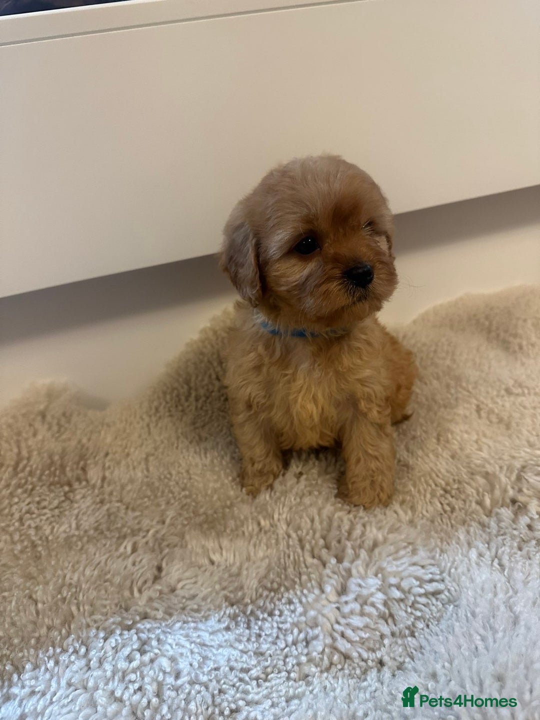 Cavapoo dogs for sale: Beautiful Red Cavapoo puppies for sale  - Advert 1