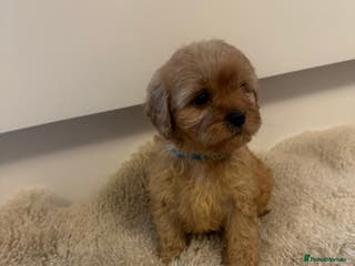 Cavapoo dogs Beautiful Red Cavapoo puppies for sale - Advert 17