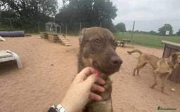 Mixed Breed dogs for adoption: Meet Heather, currently residing in Cheshire  - Image 4