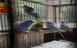 Budgerigars birds for sale: Japanese crested Hagoromos for sale - Image 5