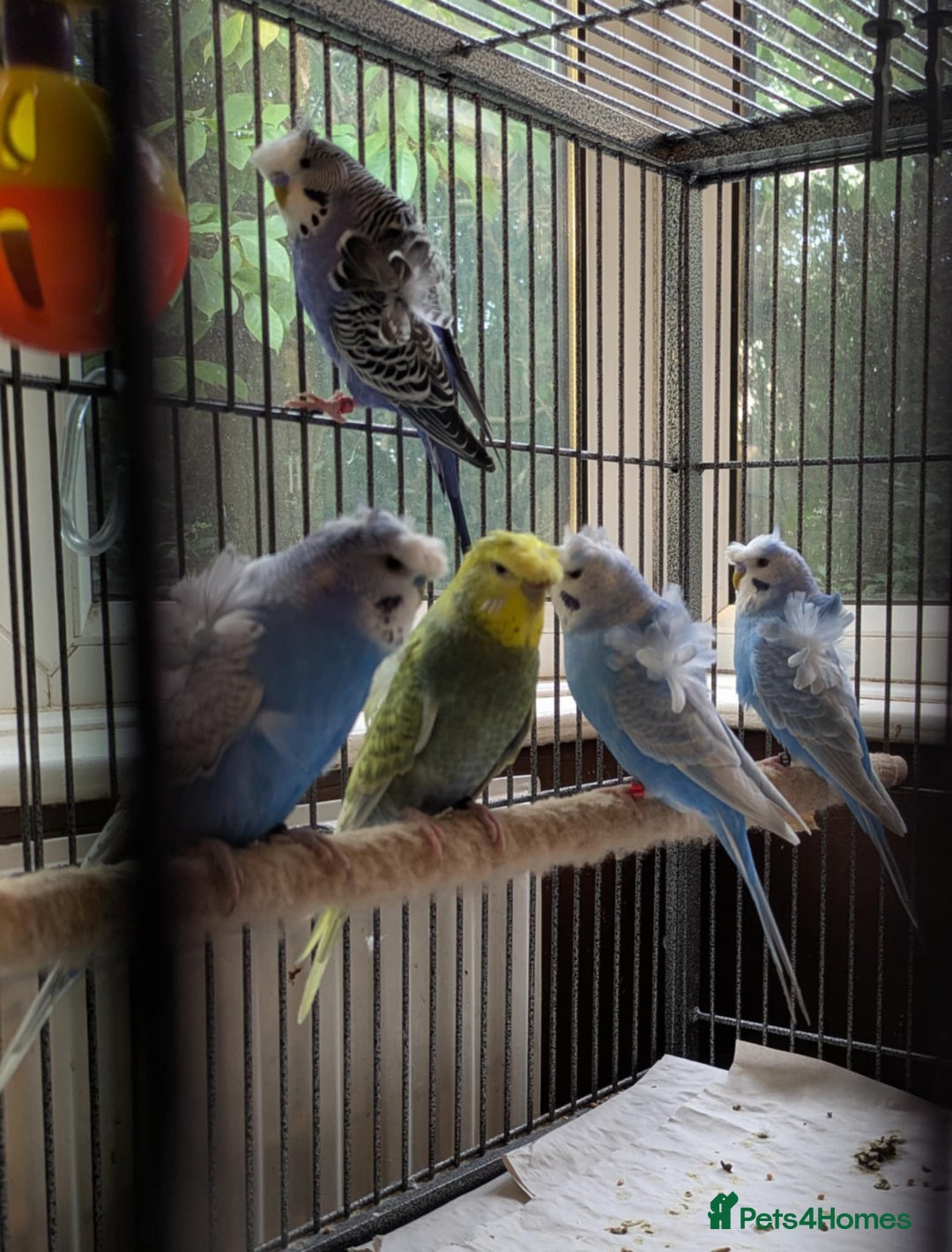 Budgerigars birds for sale: Japanese crested Hagoromos for sale - Image 5