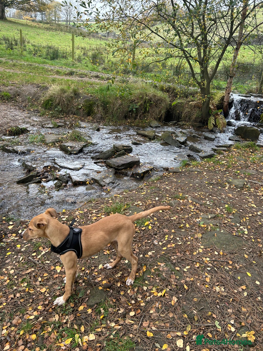 Lurcher dogs for sale: Lurcher puppy - Advert 2