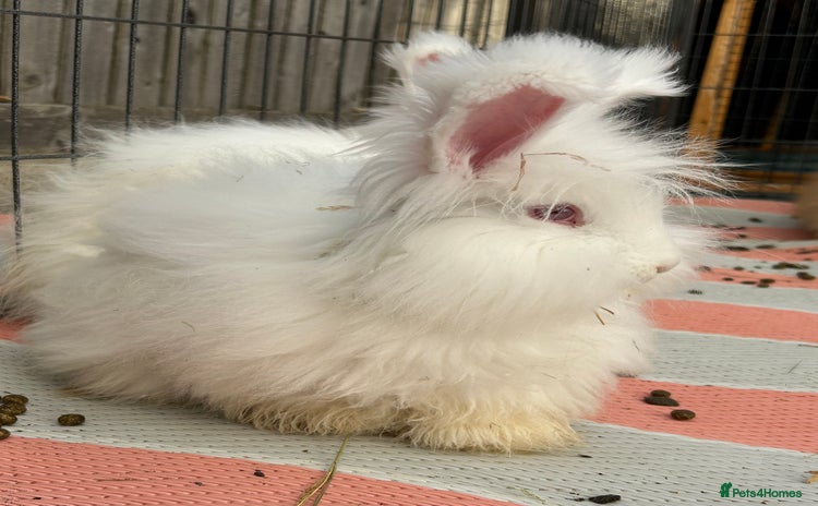 Angora rabbits English full faced Angora babies  - Advert 1