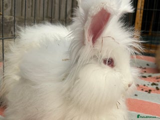 Angora rabbits English full faced Angora babies - Advert 1