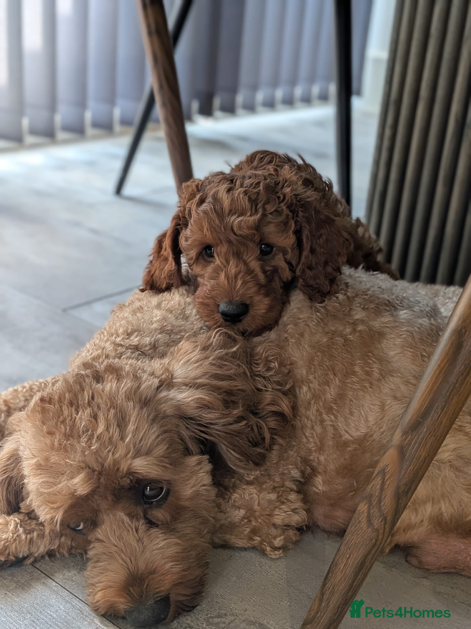 Cavapoo dogs F1b Cavapoo Puppies Born to Steal Hearts - Advert 1