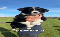 Border Collie dogs for sale: Superb litter of purebred Border Collie puppies  - Image 14